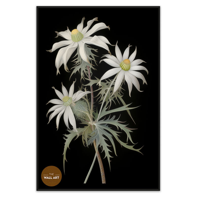 FLANNEL FLOWER