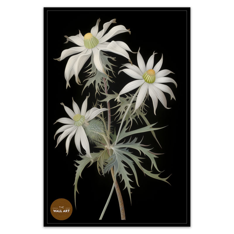 FLANNEL FLOWER