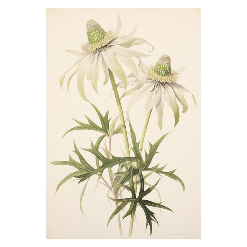FLANNEL FLOWER BRANCH