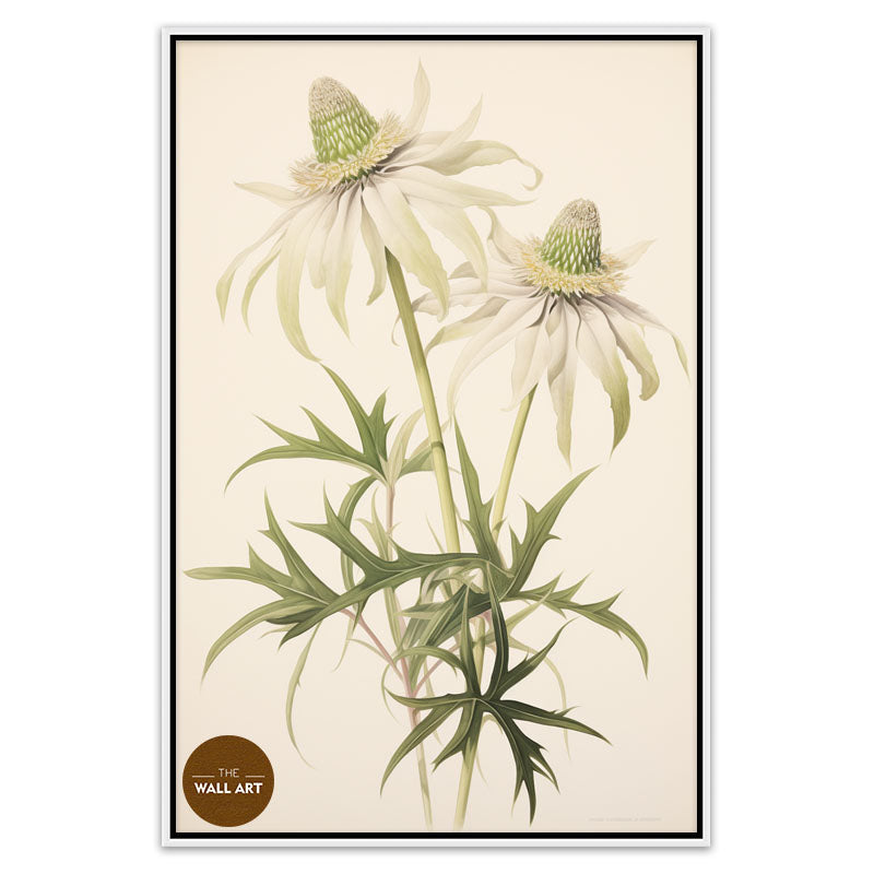 FLANNEL FLOWER BRANCH