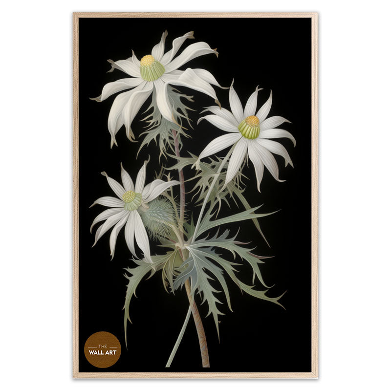 FLANNEL FLOWER