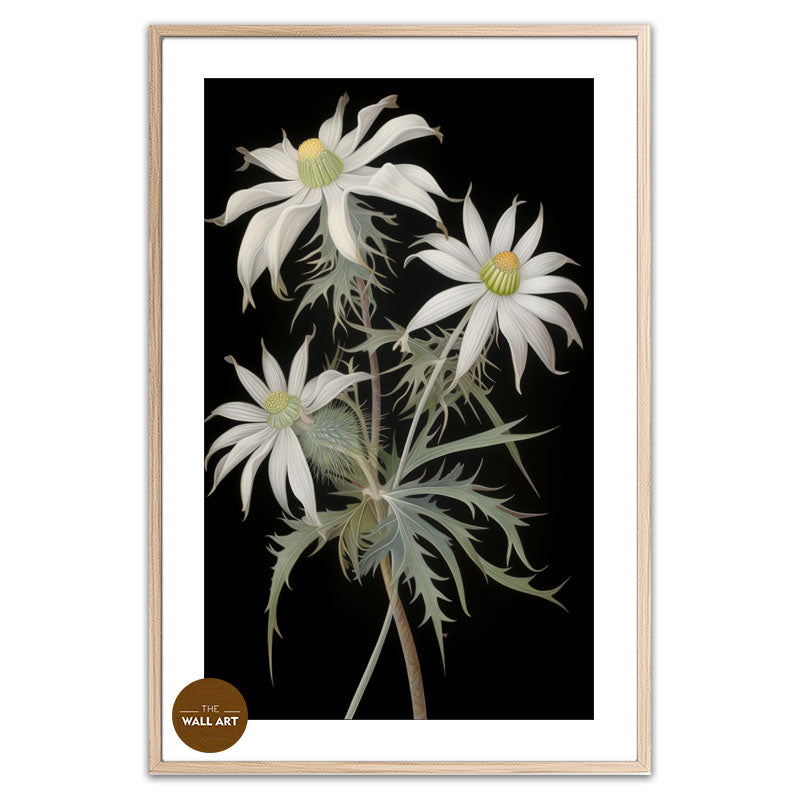 FLANNEL FLOWER