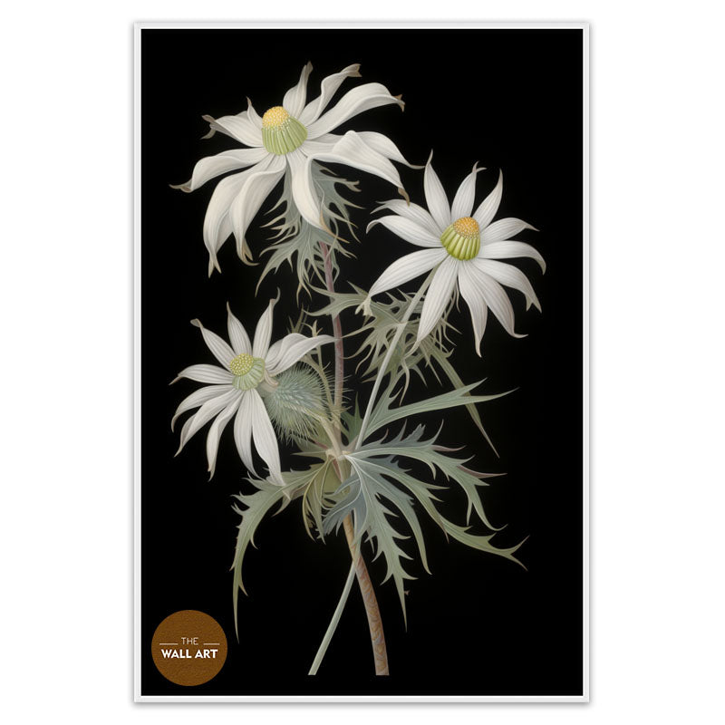 FLANNEL FLOWER