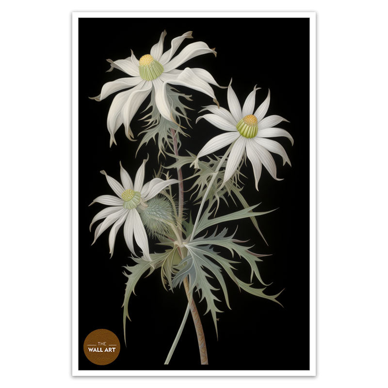 FLANNEL FLOWER