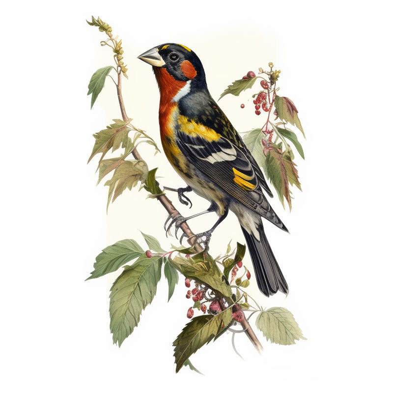 GROSBEAK BIRD III