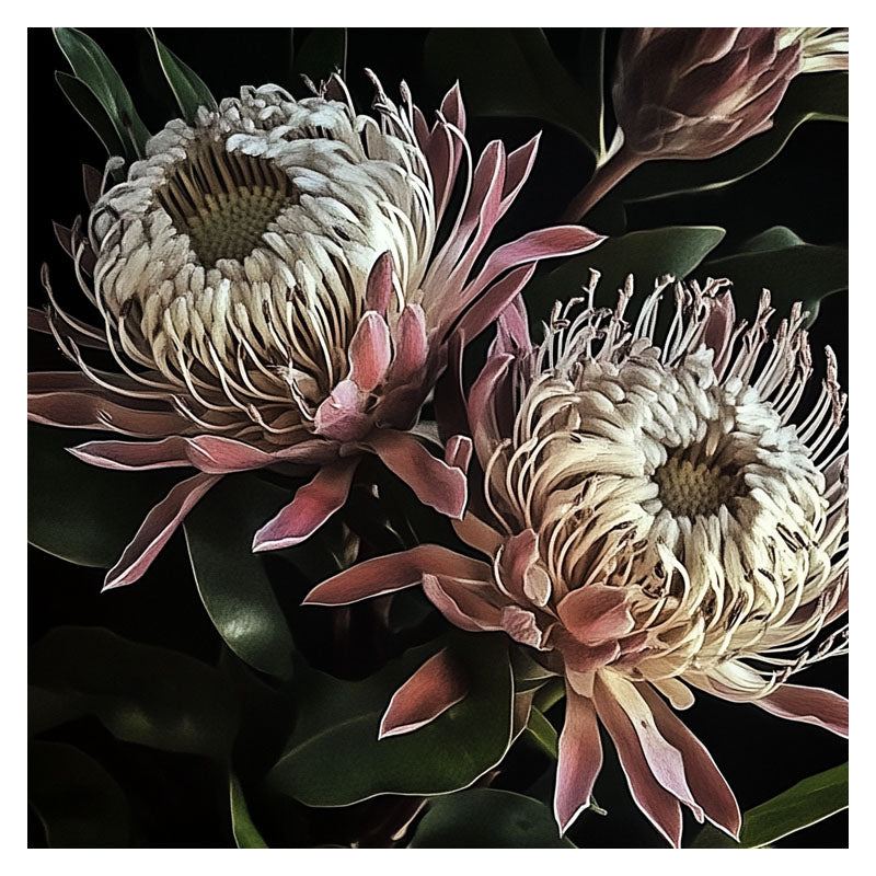 KING PROTEA