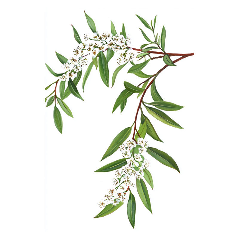MELALEU FLOWERS BRANCH