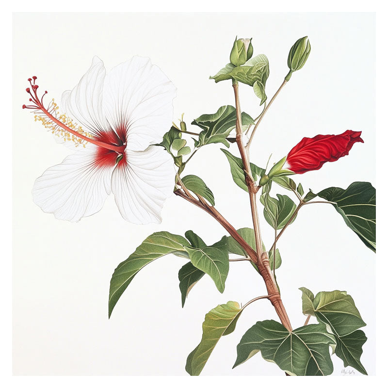 NATIVE HIBISCUS