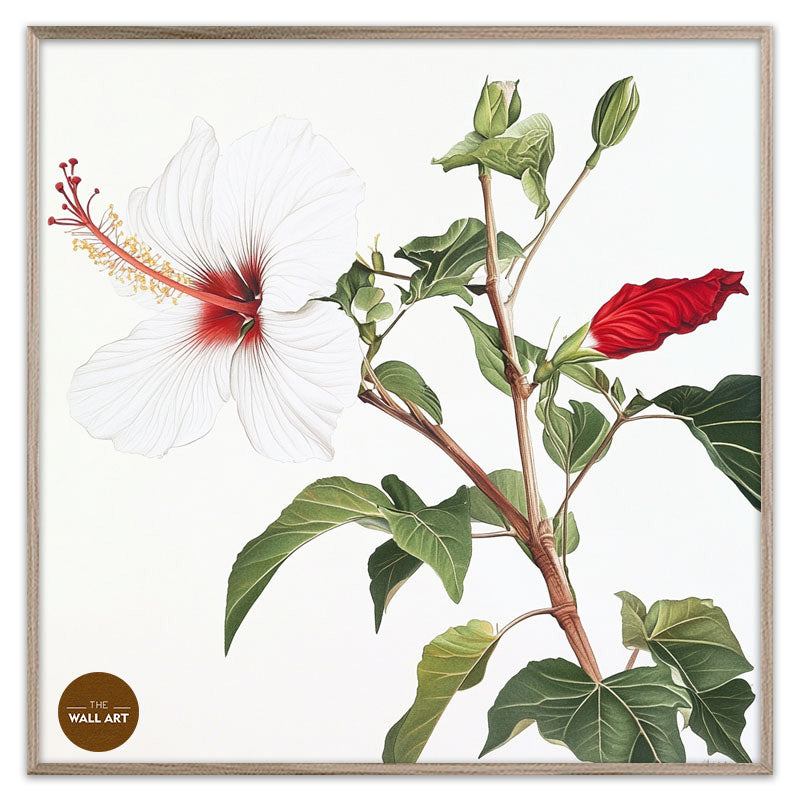 NATIVE HIBISCUS