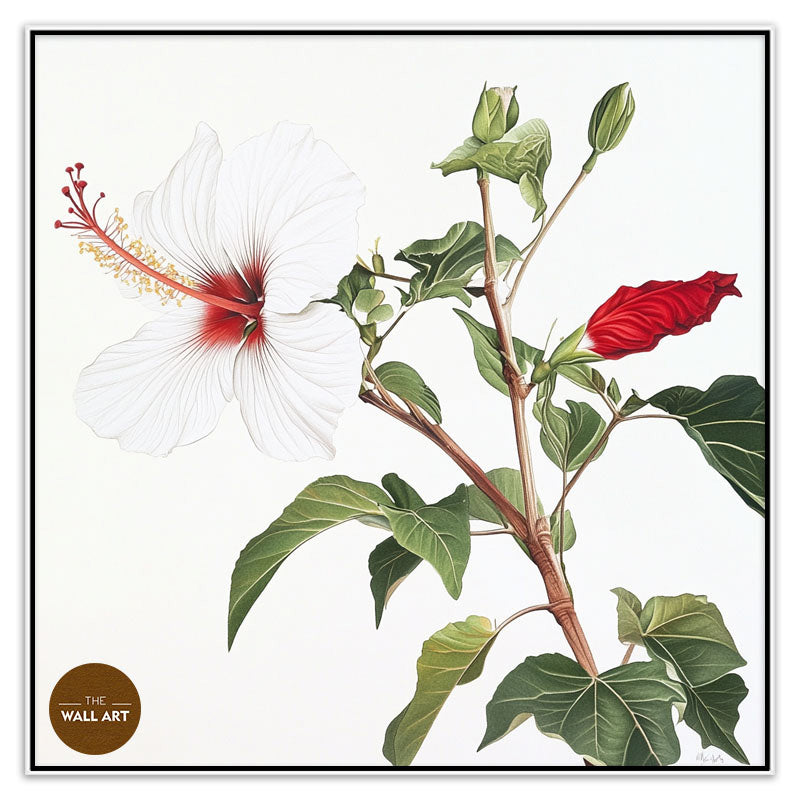 NATIVE HIBISCUS