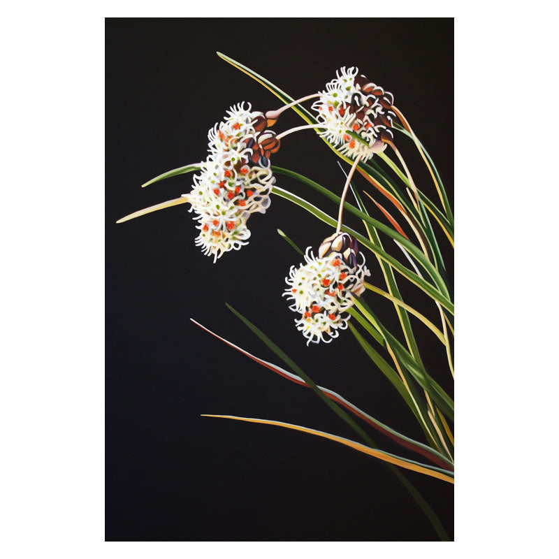 OZOTHAMNUS