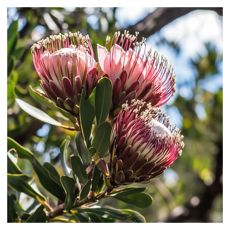 PINK PROTEAS