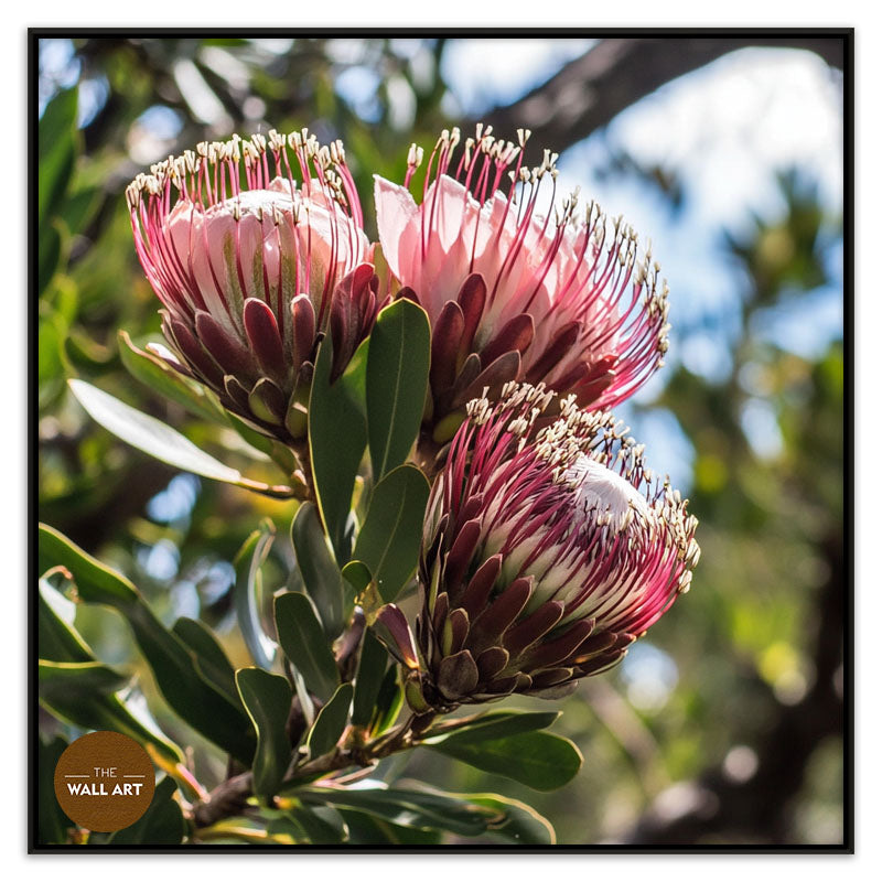 PINK PROTEAS