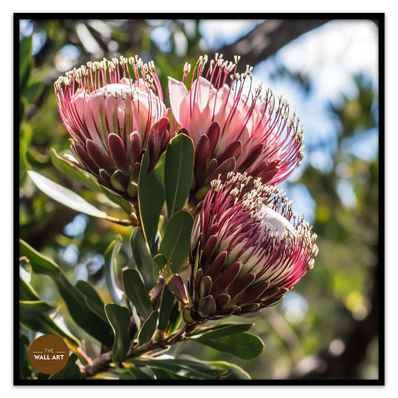 PINK PROTEAS