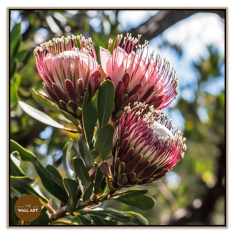 PINK PROTEAS
