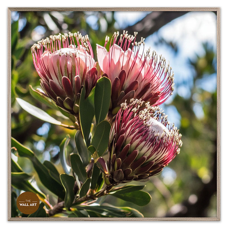 PINK PROTEAS