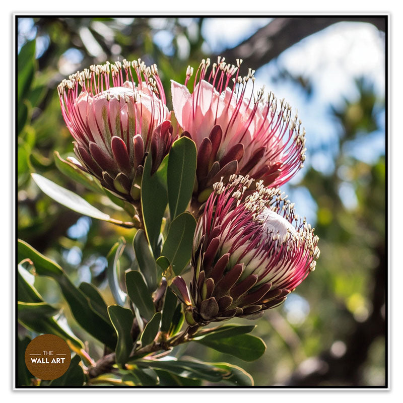 PINK PROTEAS