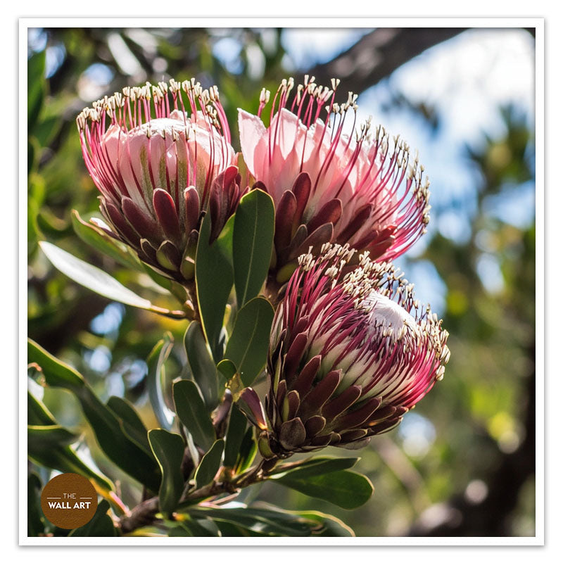 PINK PROTEAS