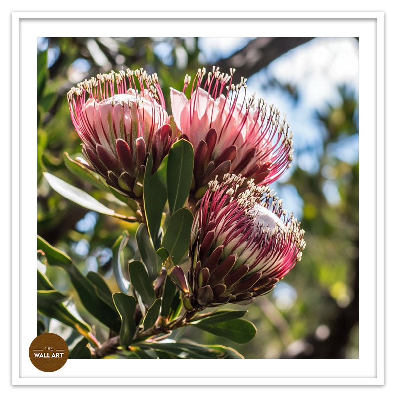 PINK PROTEAS