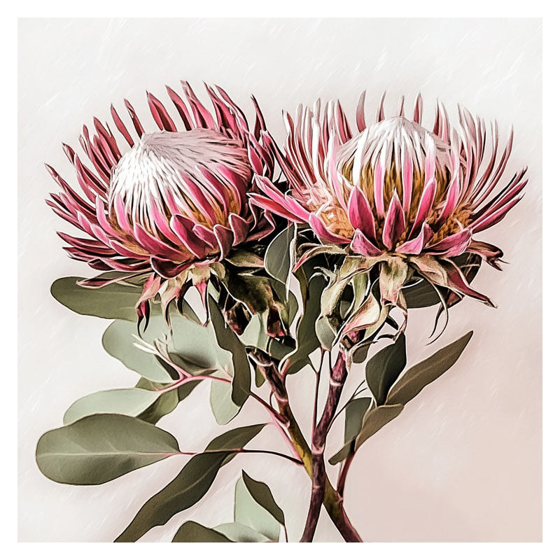 PINK KING PROOTEA_FLOWERS