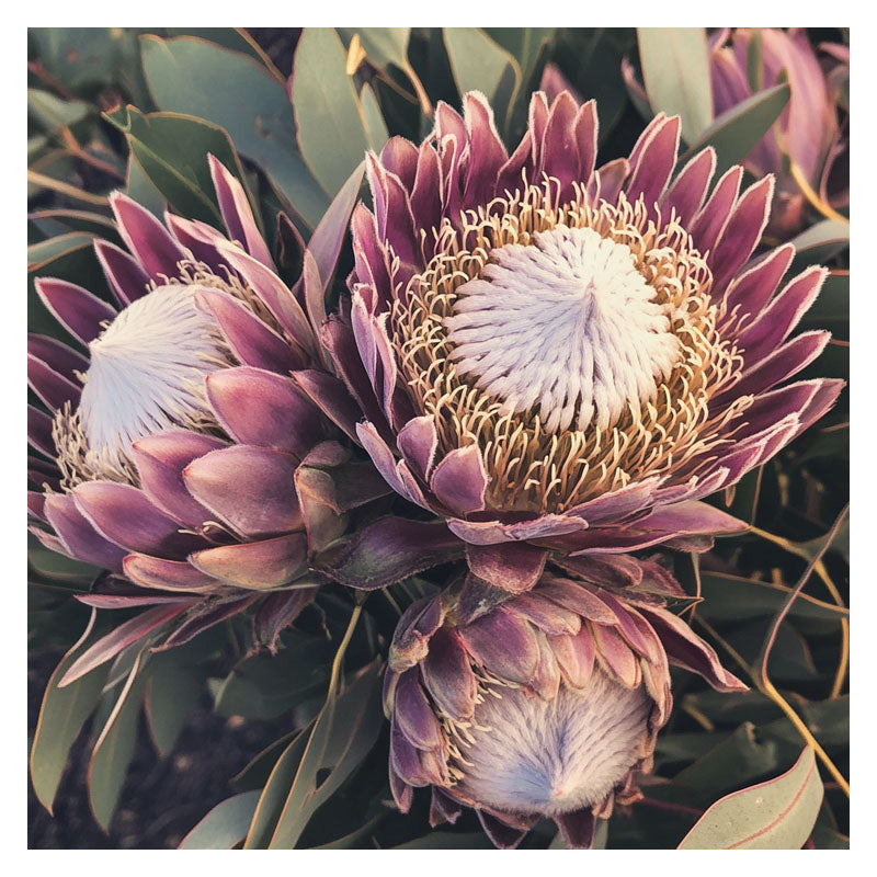 PURPLE KING PROTEA