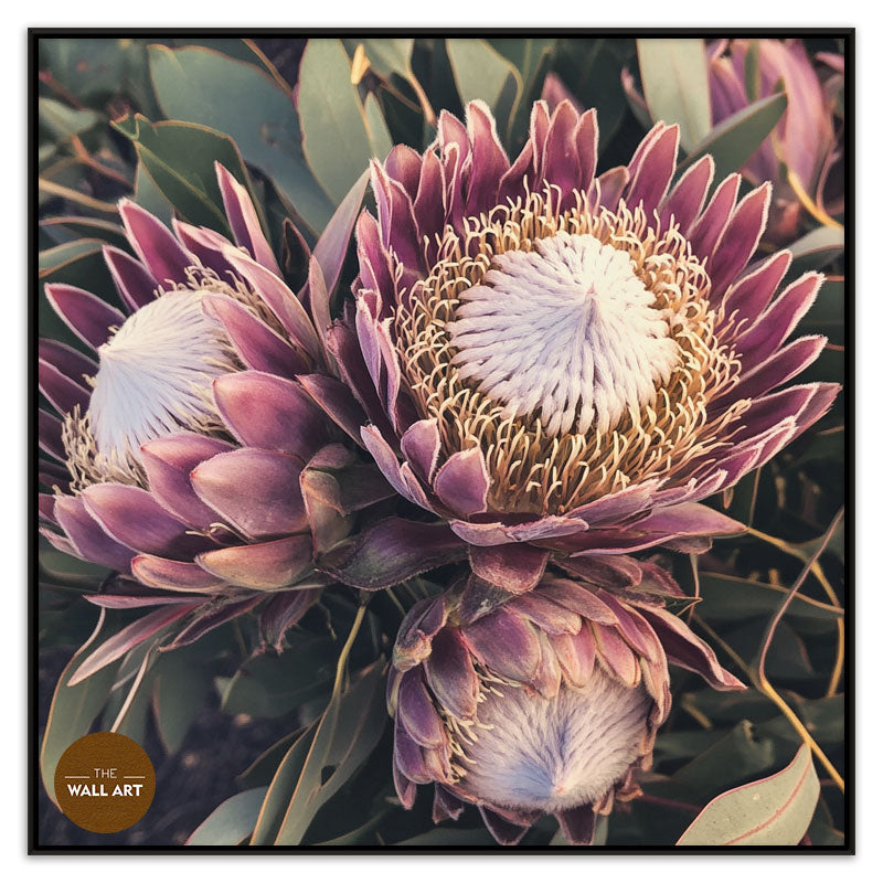 PURPLE KING PROTEA
