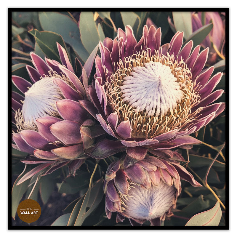 PURPLE KING PROTEA