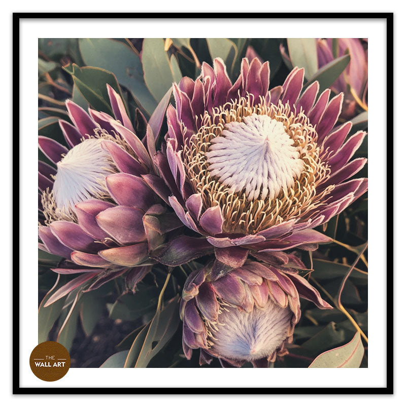 PURPLE KING PROTEA