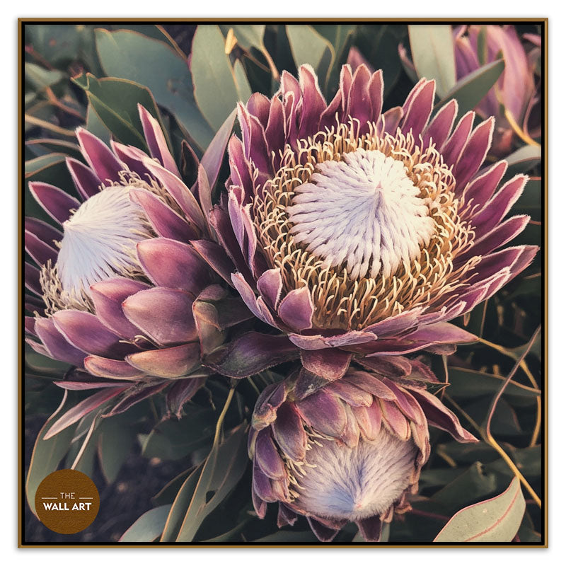 PURPLE KING PROTEA