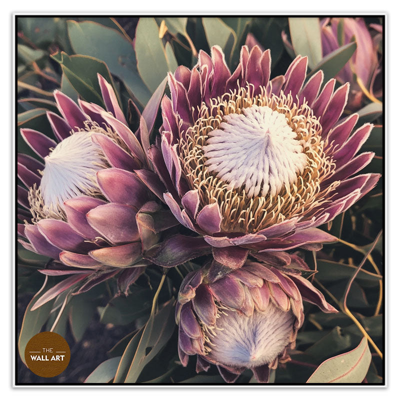 PURPLE KING PROTEA