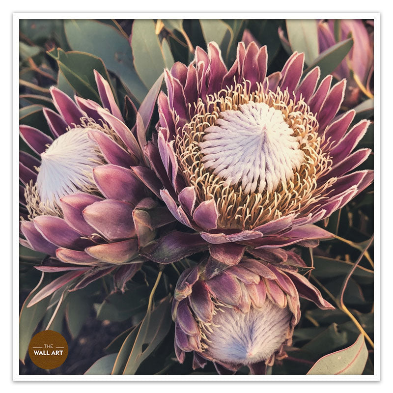 PURPLE KING PROTEA