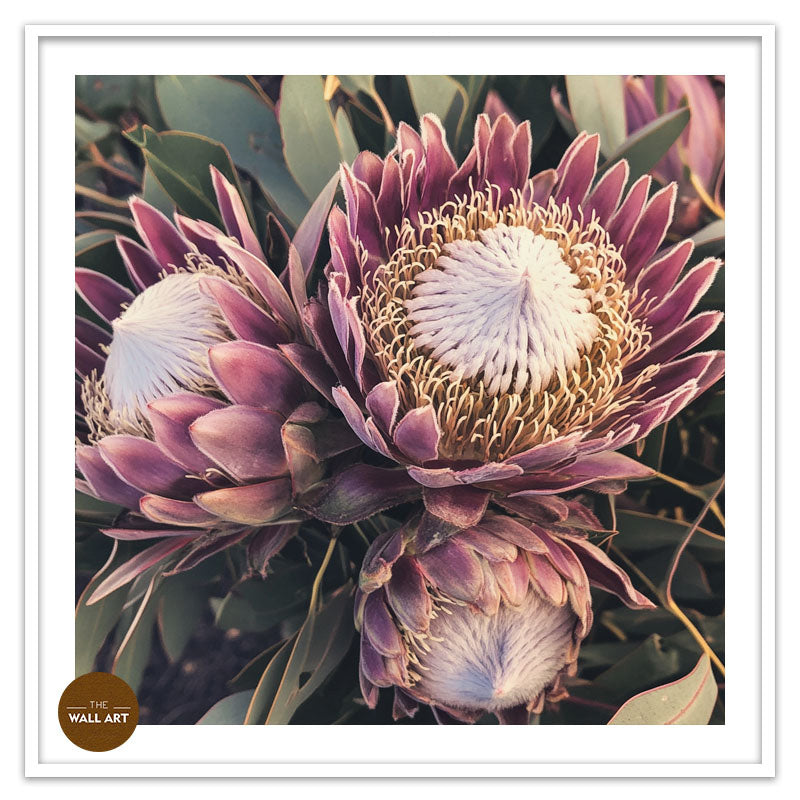 PURPLE KING PROTEA