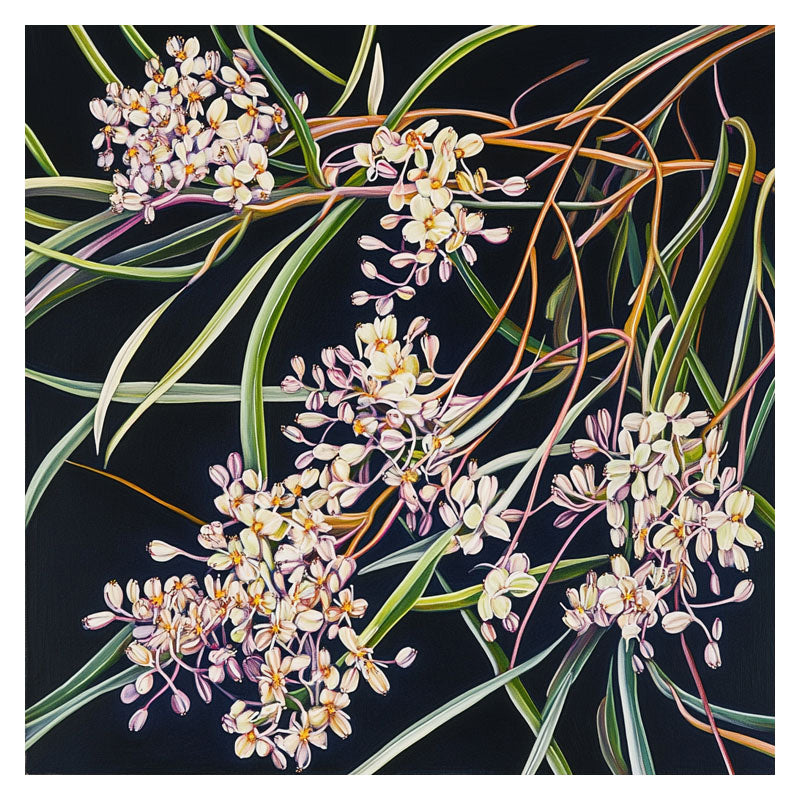 PURPLE OZOTHAMNUS