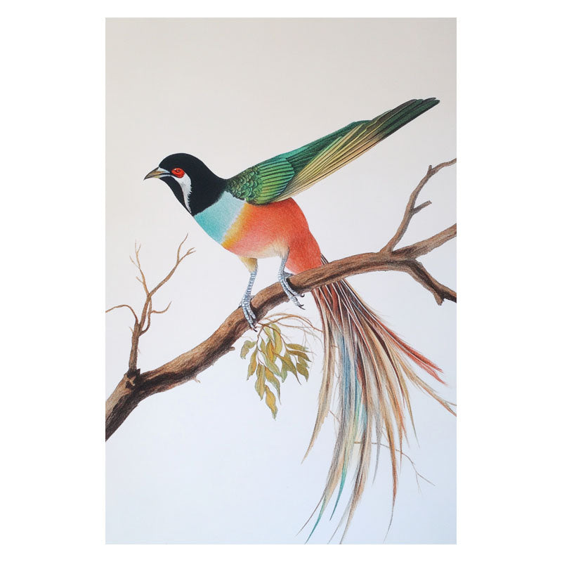 RAINDOW LONG TAIL BIRD