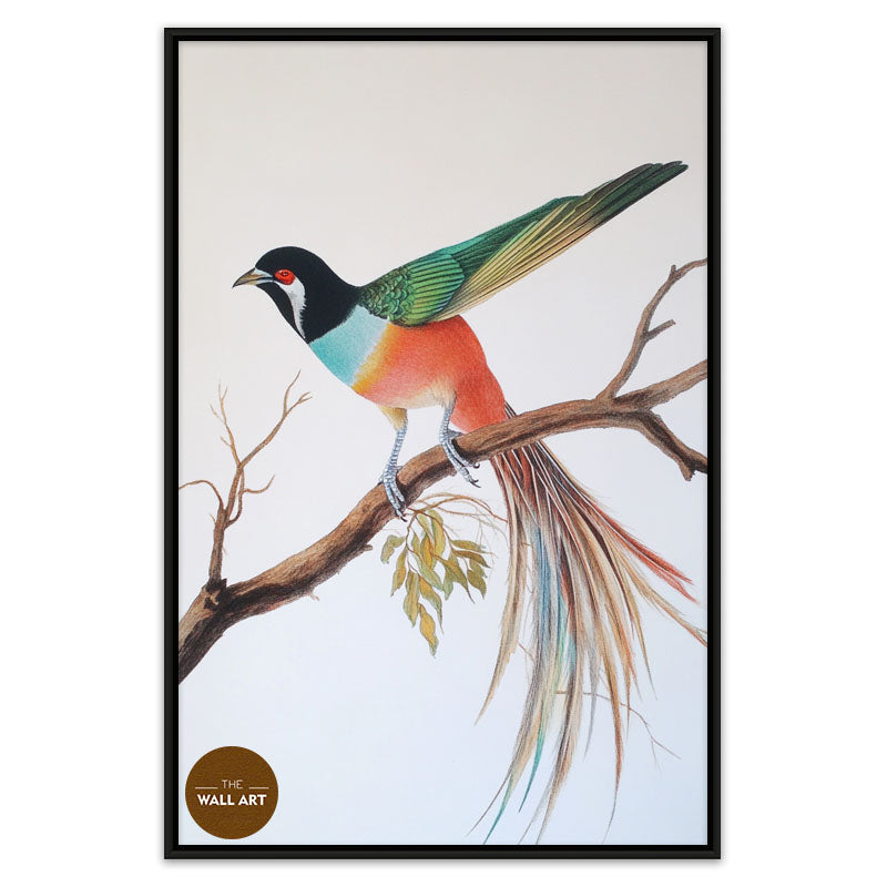 RAINDOW LONG TAIL BIRD