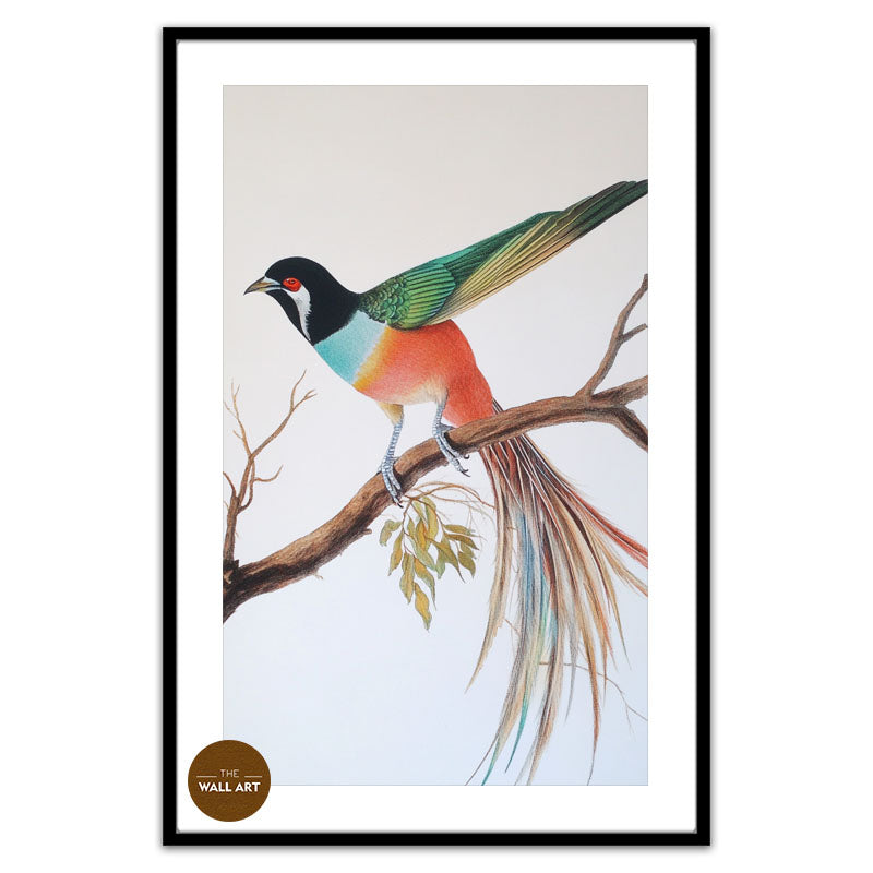RAINDOW LONG TAIL BIRD