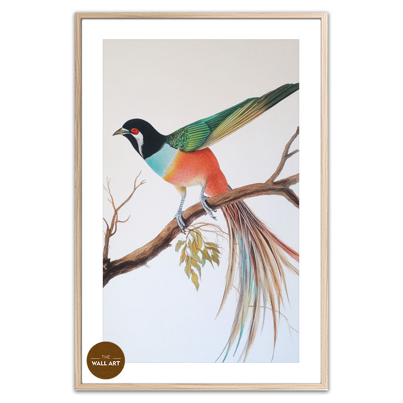 RAINDOW LONG TAIL BIRD