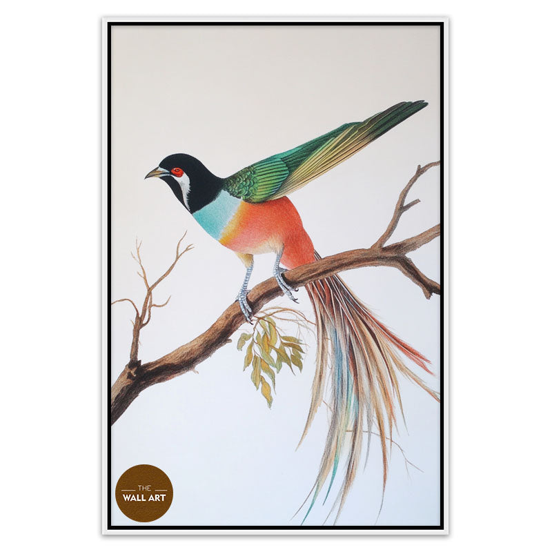 RAINDOW LONG TAIL BIRD
