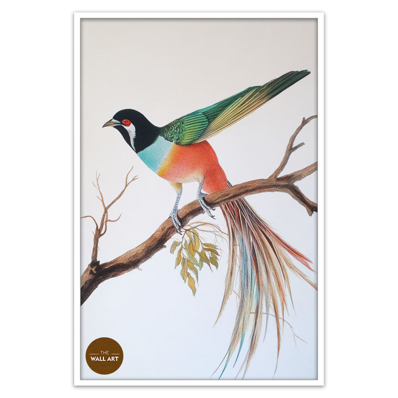 RAINDOW LONG TAIL BIRD