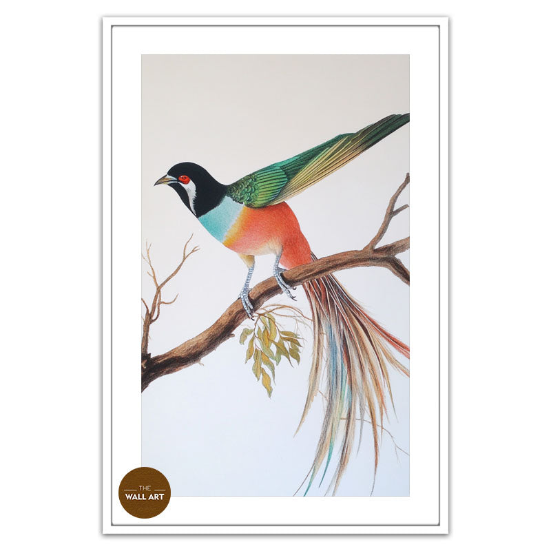 RAINDOW LONG TAIL BIRD