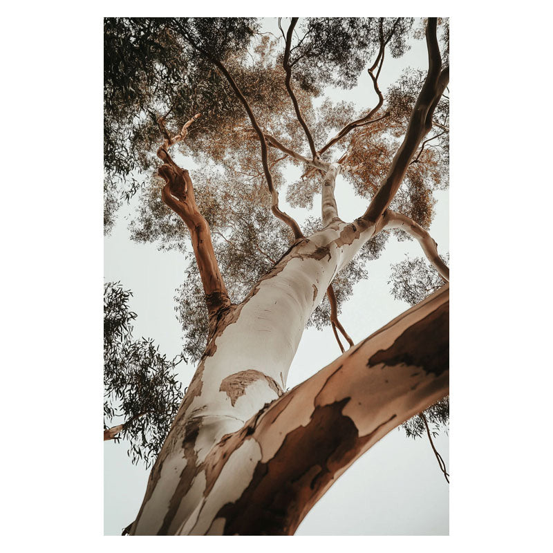 RED GUM TREE