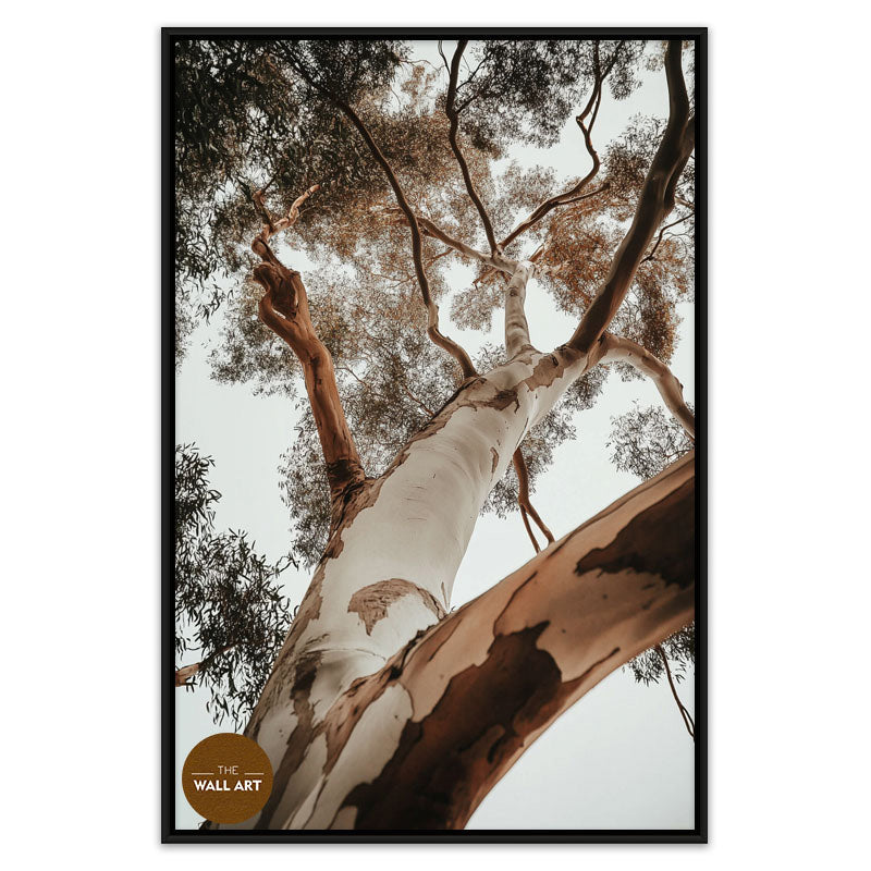 RED GUM TREE