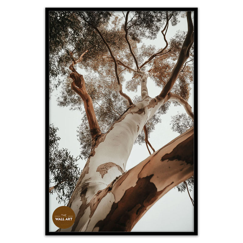 RED GUM TREE