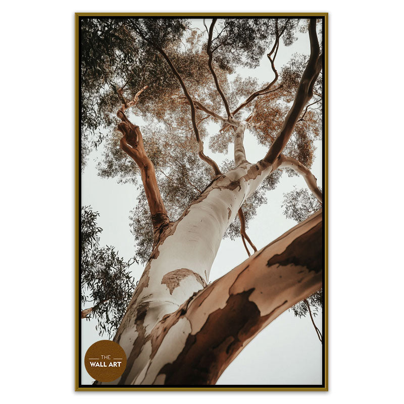 RED GUM TREE