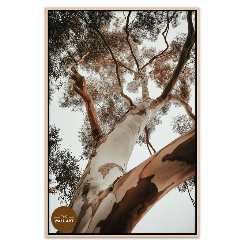 RED GUM TREE