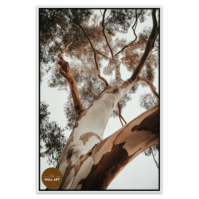 RED GUM TREE
