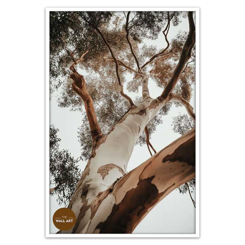 RED GUM TREE