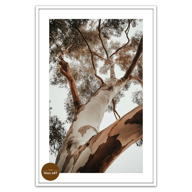 RED GUM TREE
