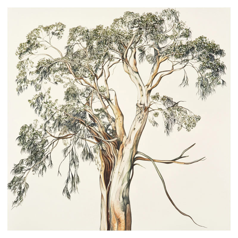 SANTALUM TREE
