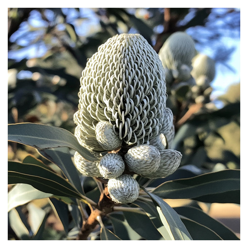 SILVER BANKSIA FLOWER